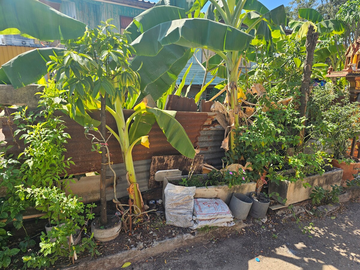 A variety of plants and trees are visible, including banana plants and small shrubs, arranged along a rustic metal fence. Two pots with green foliage are situated near a partially visible stack of materials, contributing to a lush outdoor atmosphere.