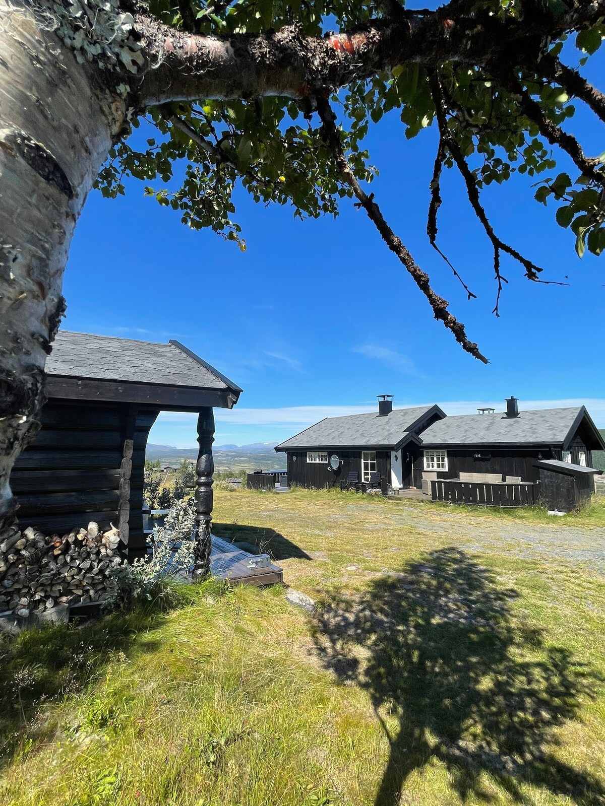 A tranquil outdoor view showcases two charming black wooden cabins set against a clear blue sky. The foreground features a birch tree with branches extending outward, and a neatly stacked woodpile is visible next to the cabin's porch. The surrounding grassy area offers ample space for relaxation.