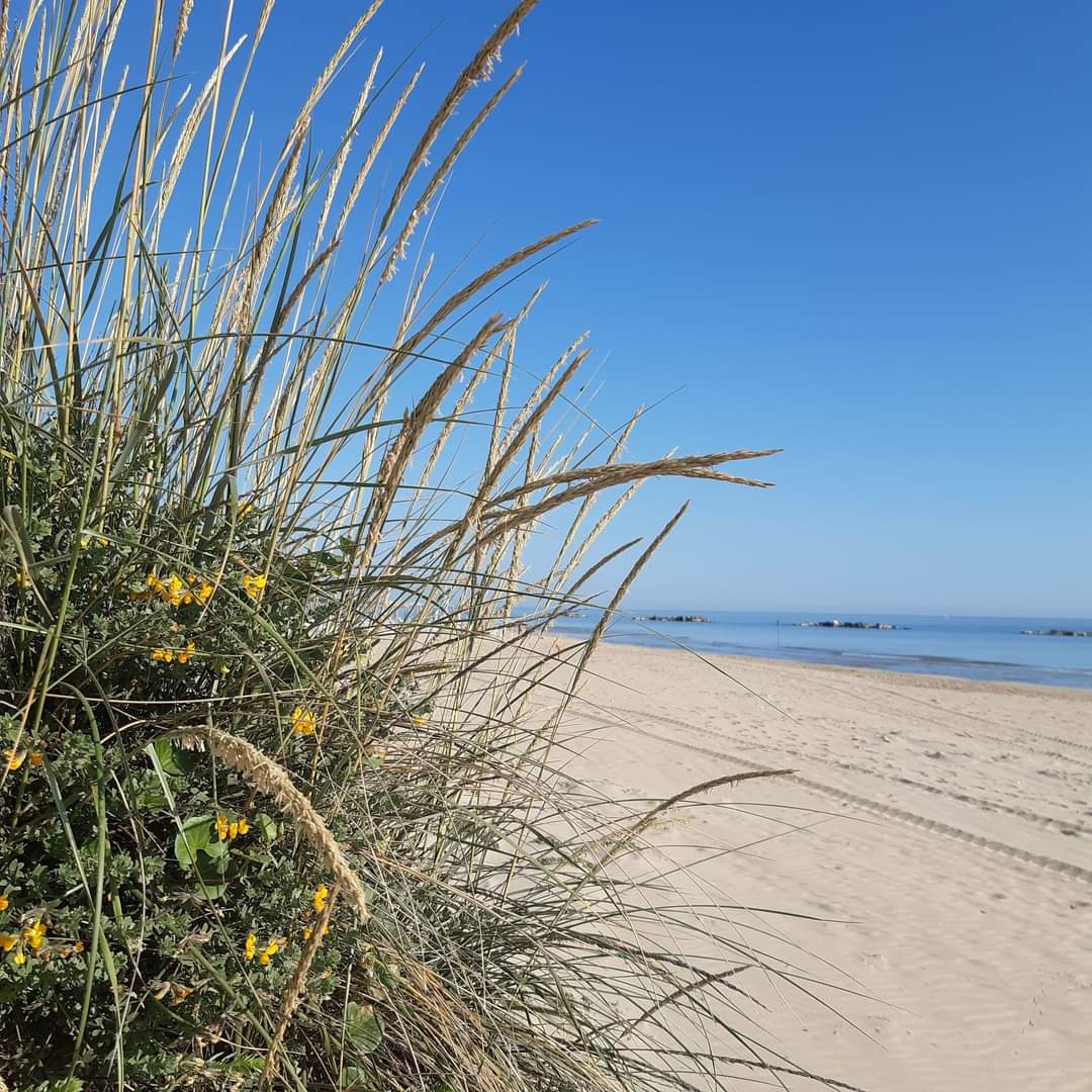 A sandy beach landscape is captured under a clear blue sky, with gentle waves visible in the distance. Tall grass and small yellow flowers create a natural foreground, adding texture and color to the serene coastal scene.
