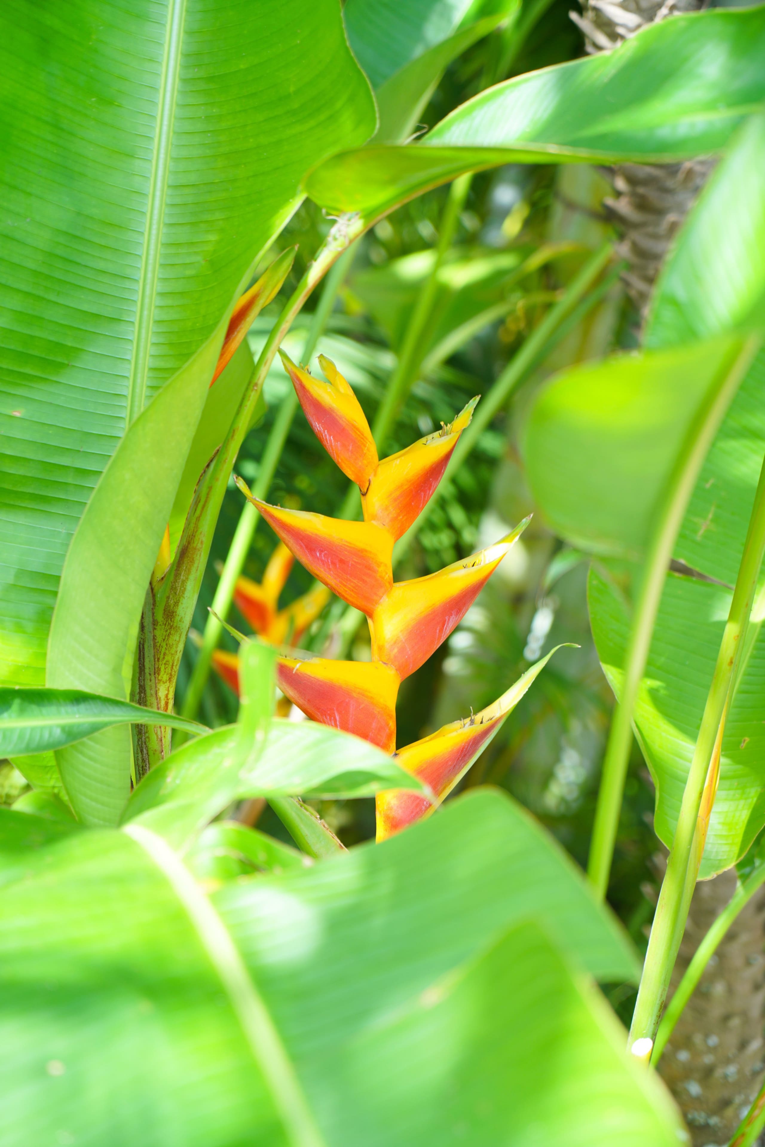Condo in Wailea · ★4.95 · 2 bedrooms · 3 beds · 2 private baths - Image 44