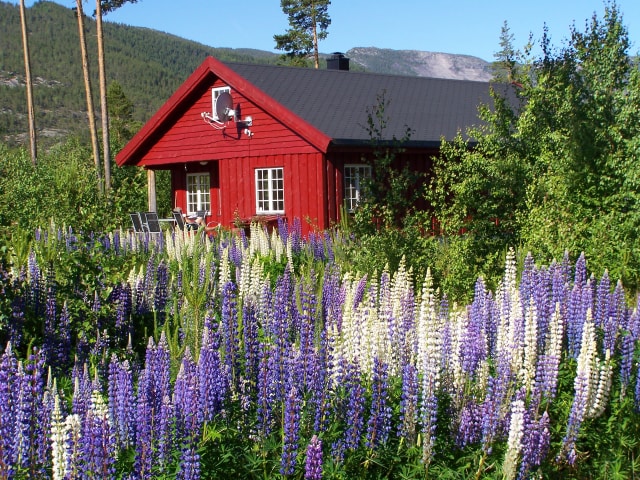 A charming red cabin is surrounded by vibrant purple and white wildflowers. Lush greenery and tall trees frame the scene, creating a serene outdoor setting. A cozy patio area, featuring several chairs, is visible in front of the cabin, inviting guests to relax and enjoy the natural beauty.