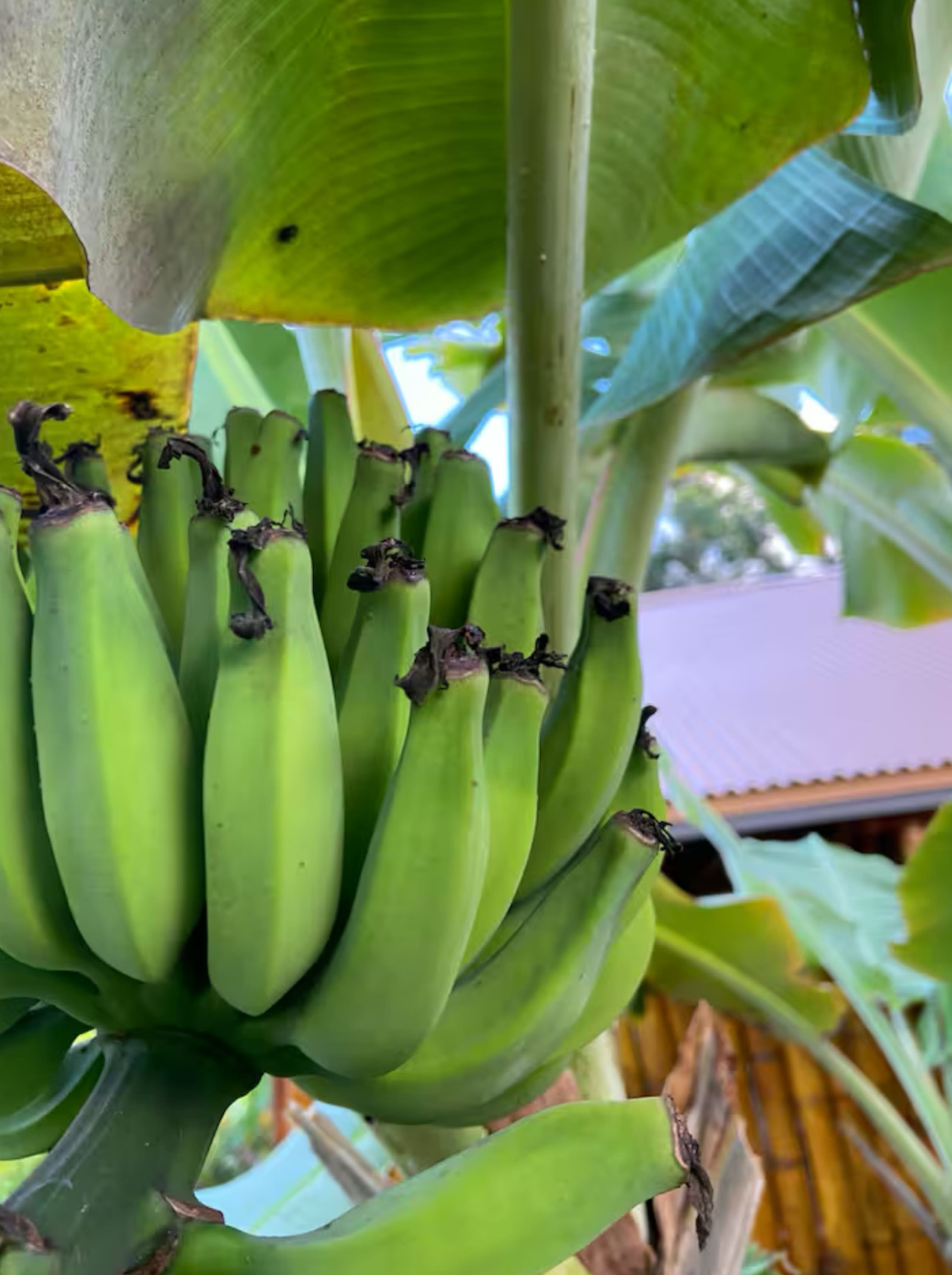 Home in Pahoa · ★4.95 · 3 bedrooms · 3 beds · 3 private baths - Image 48