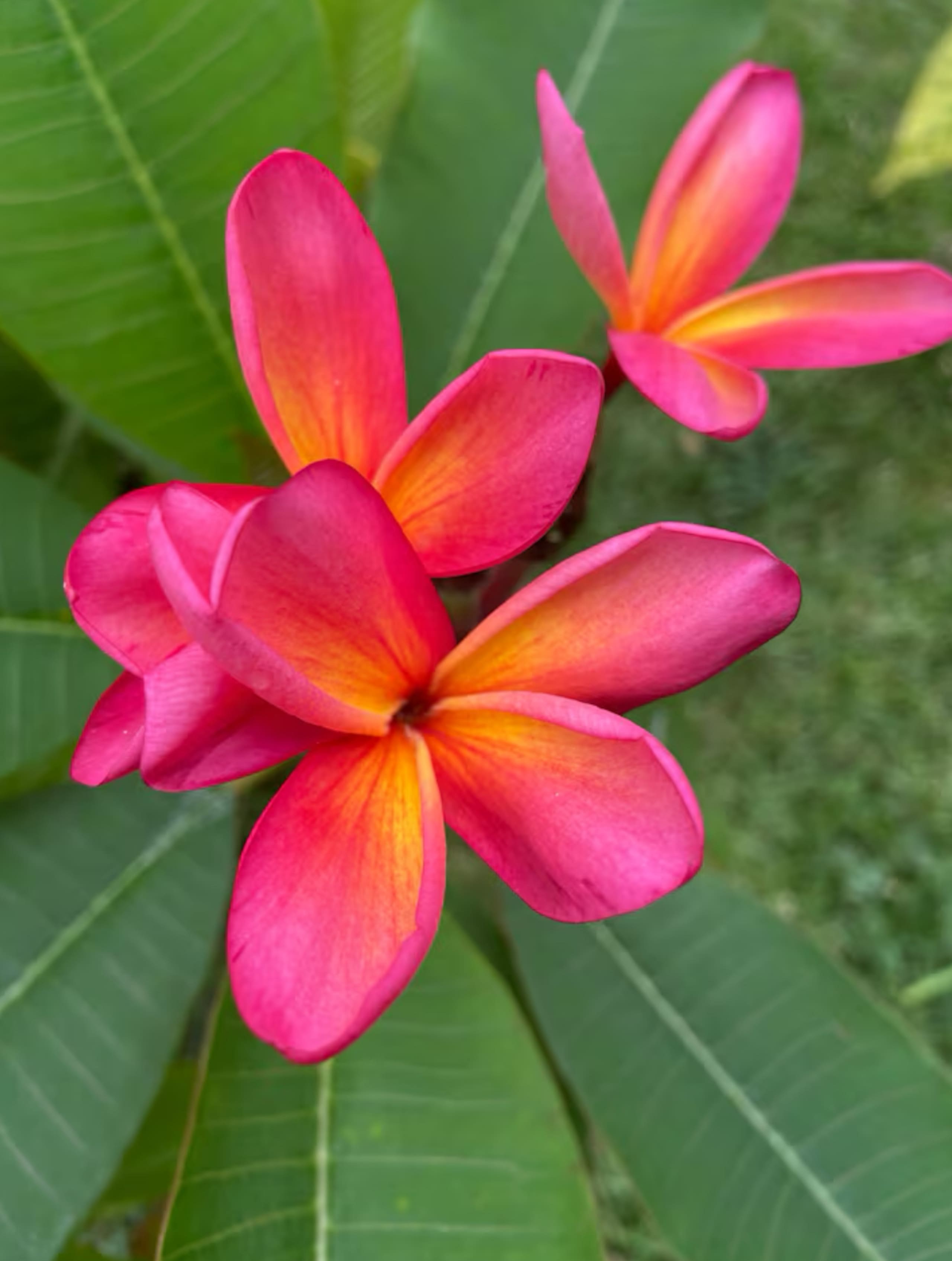 Home in Pahoa · ★4.95 · 3 bedrooms · 3 beds · 3 private baths - Image 49
