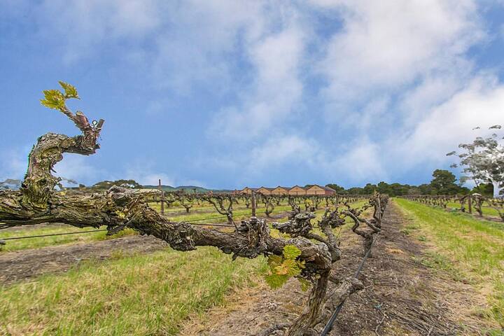 Barossa Vineyard Guesthouse gallery image 5