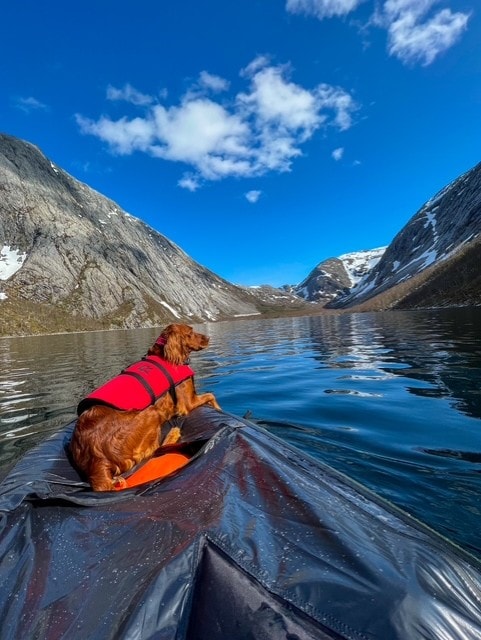 A dog wearing a safety vest is seated on a kayak, positioned in calm waters surrounded by majestic mountains. Clear blue skies are visible, with a few fluffy clouds scattered above, reflecting on the water's surface.