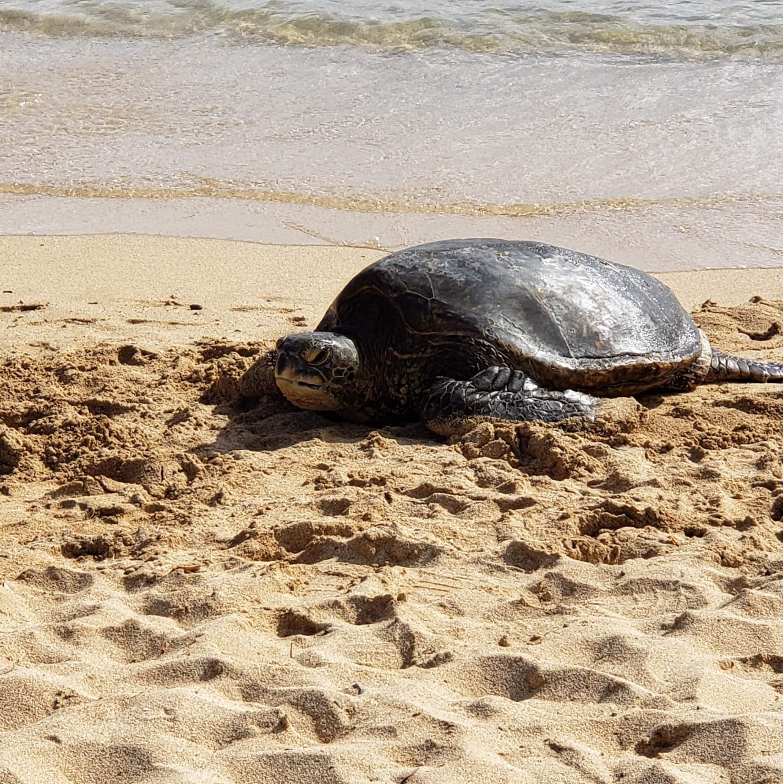 Home in Kailua-Kona · ★4.91 · 4 bedrooms · 6 beds · 3.5 baths - Image 40