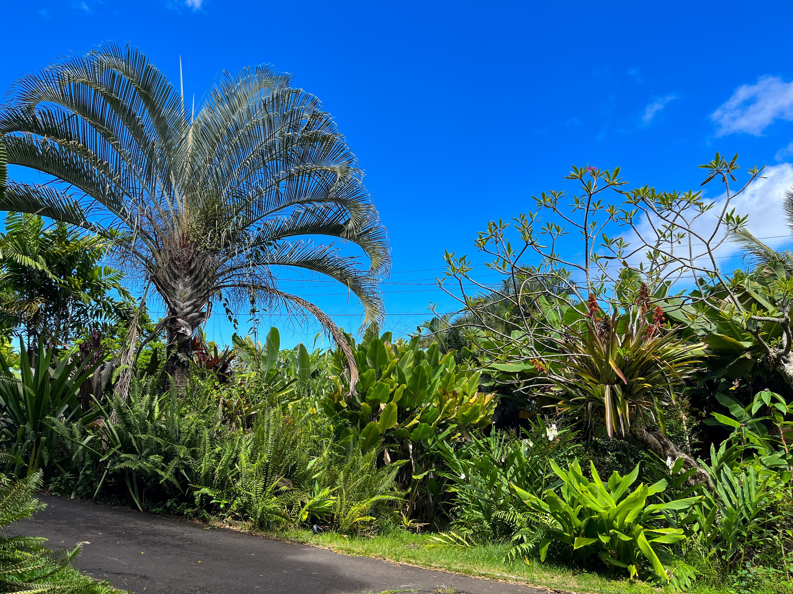 Unplug and Reset: Garden Cottage with Ocean View - Photo 6