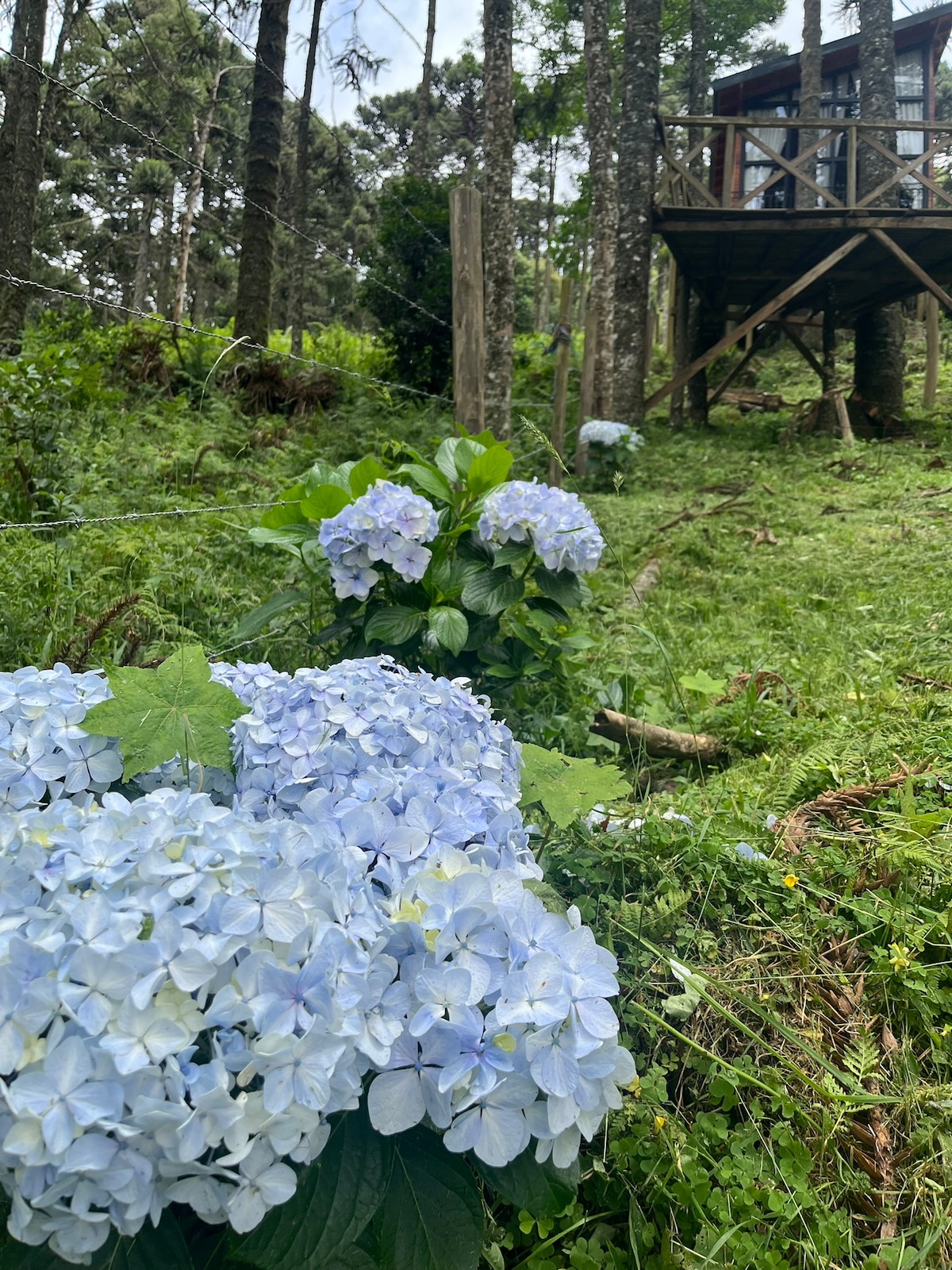 A serene garden setting features clusters of pale blue hydrangeas in the foreground. Beyond, a wooden cabin is nestled among tall trees, providing an intimate connection with nature. The greenery adds to the tranquil atmosphere of the space.