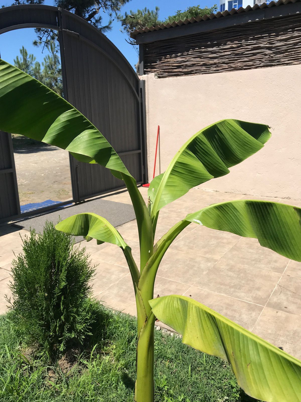 A banana plant with broad green leaves is positioned in the foreground. The textured, light-colored paving and a stone wall are visible behind it. A large gate stands open in the background, allowing natural light to shine into the area.