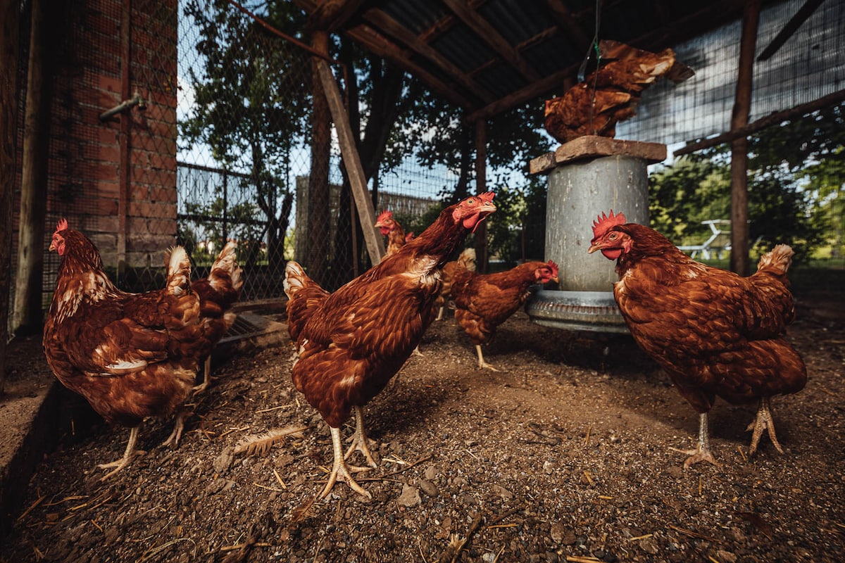 A group of brown hens is seen roaming within a shaded area of the hen house. A feeding bowl is positioned centrally, while the rustic backdrop features wooden beams and a wire fence allowing natural light to filter through.