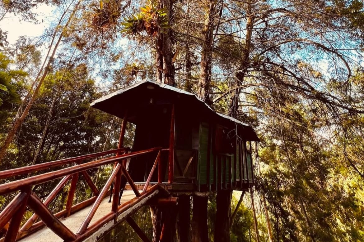 A treehouse is perched among tall trees, featuring a wooden deck that connects to the structure. The exterior is painted in a deep green hue, with a sloped roof and open windows. Lush foliage surrounds the area, enhancing the natural setting.