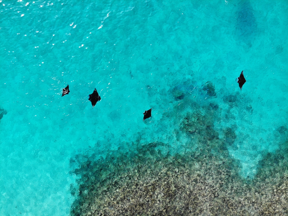 Aerial view of the clear turquoise waters revealing several manta rays gliding gracefully above the vibrant coral reefs below. The contrasting colors create a serene underwater scene, showcasing the rich marine life that surrounds Hanifaru Beach Inn.
