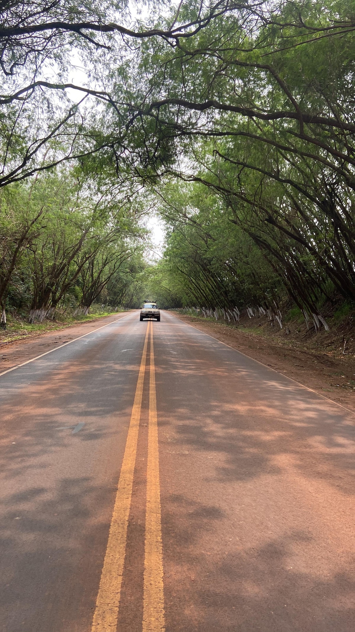 A tree-lined road stretches into the distance, with a vehicle positioned centrally on the gently sloping asphalt. The canopy formed by the overhead trees creates a serene pathway, while soft shadows and patches of sunlight dapple the roadway, enhancing the natural surroundings.