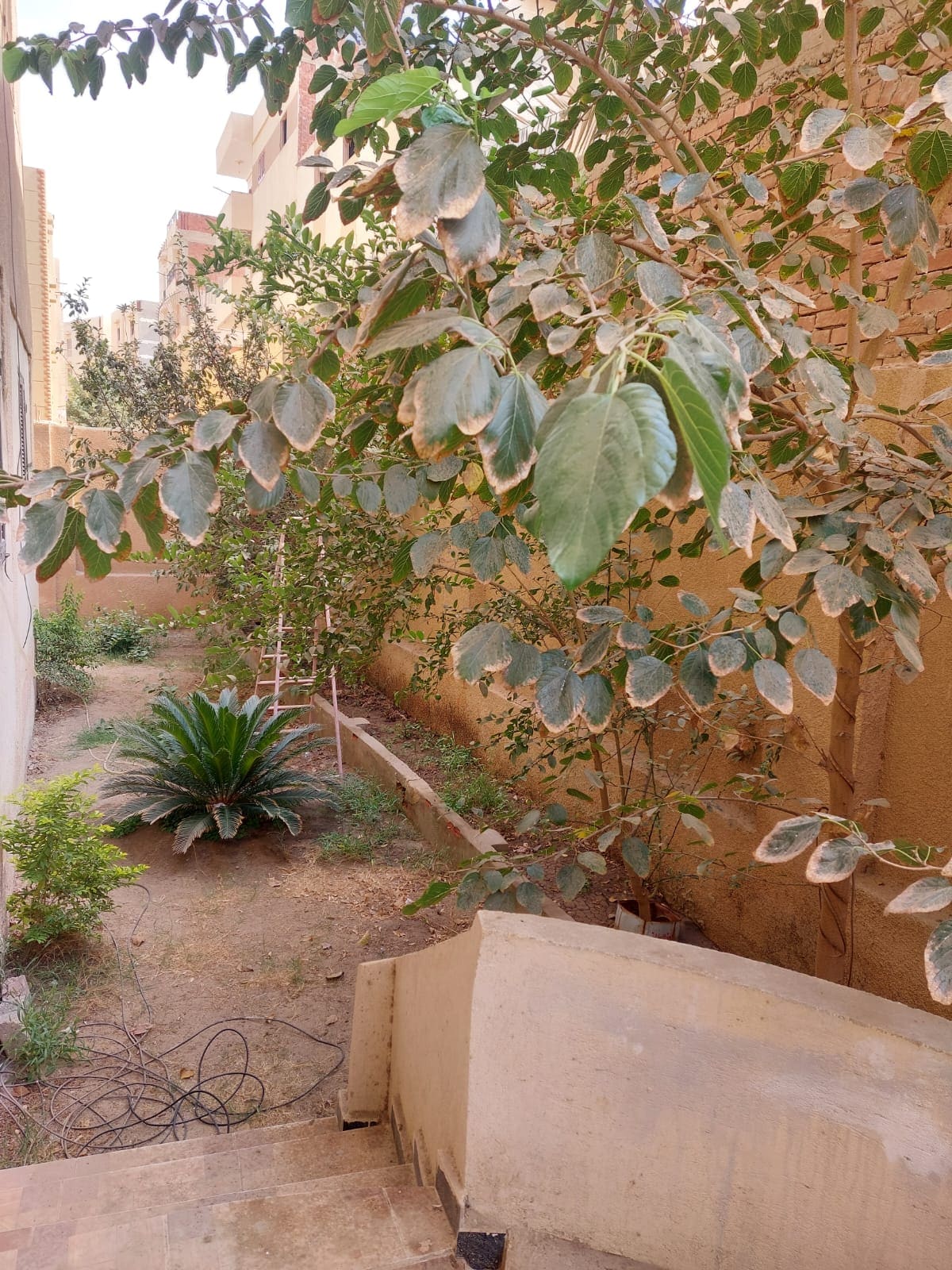 A lush garden area is visible, featuring a variety of plants including leafy shrubs and a larger green plant. The space appears well-maintained, with a pathway leading through the greenery. A staircase with stone steps leads down into the garden from an upper level.