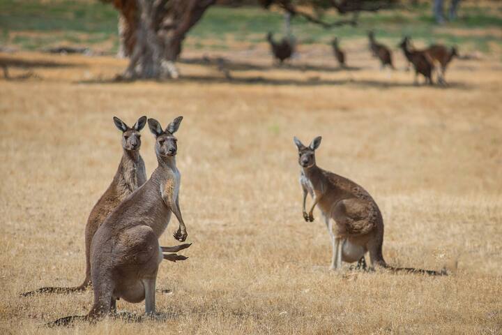 5 Bedroom 5 Bathroom Kinvarra Lodge gallery image 2