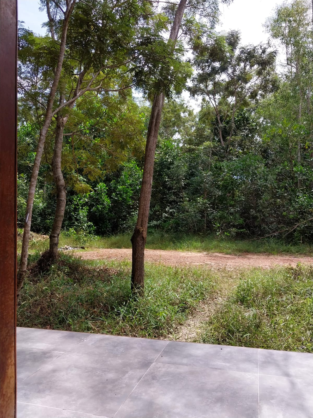 A view from the patio showcases a natural landscape with tall trees surrounding a narrow dirt path, framed by lush greenery. Sunlight filters through the foliage, creating a serene atmosphere that emphasizes the connection to nature.