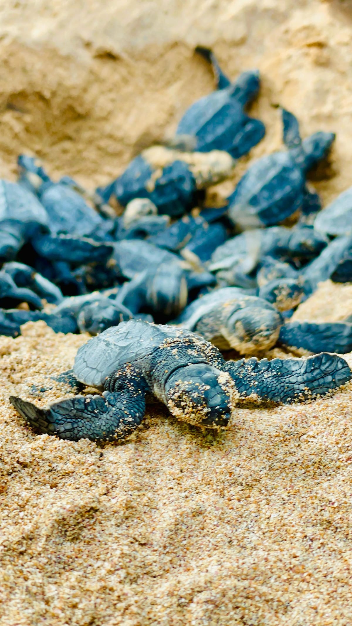 A group of baby sea turtles is seen emerging from a sandy nest. Their shells display various shades of grey and brown, and they are surrounded by fine grains of sand. Some turtles are in motion, making their way towards the water.