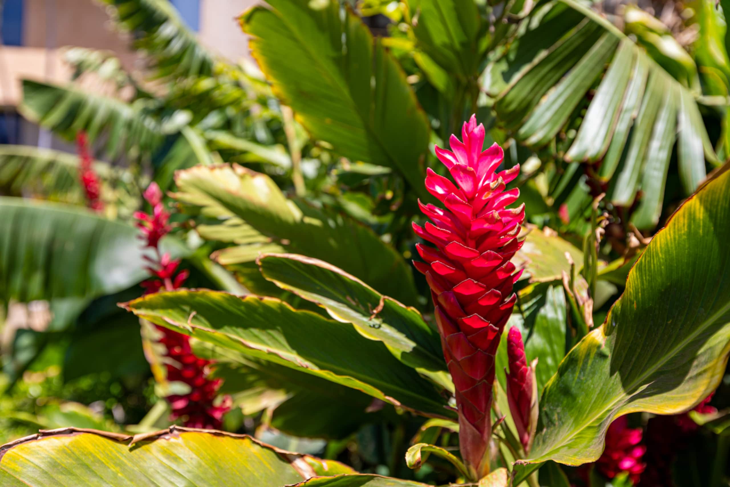 Condo in Wailuku · ★4.91 · 1 bedroom · 1 bed · 1 bath - Image 31