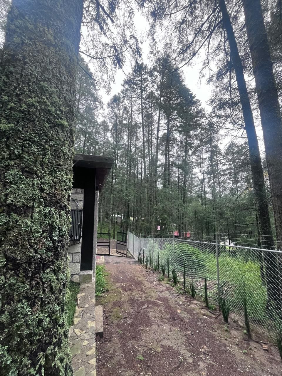 A pathway bordered by tall trees leads toward a fenced area, revealing the expansive forest surroundings. The texture of the bark and moss on the tree trunk showcases the natural elements of the environment, contributing to a peaceful and secluded atmosphere.