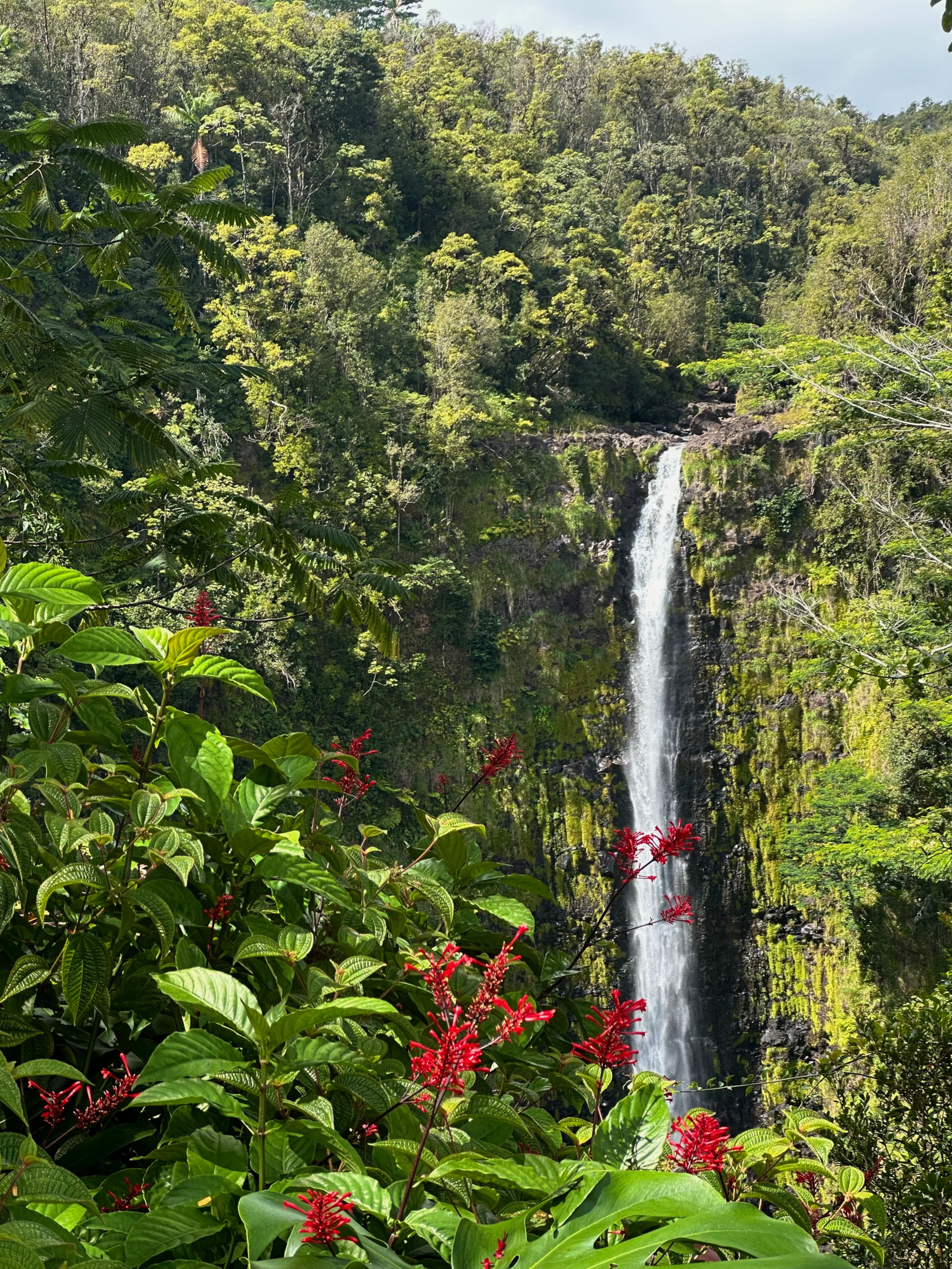 Home in Hilo · ★4.98 · 1 bedroom · 1 bed · 1 private bath - Image 25