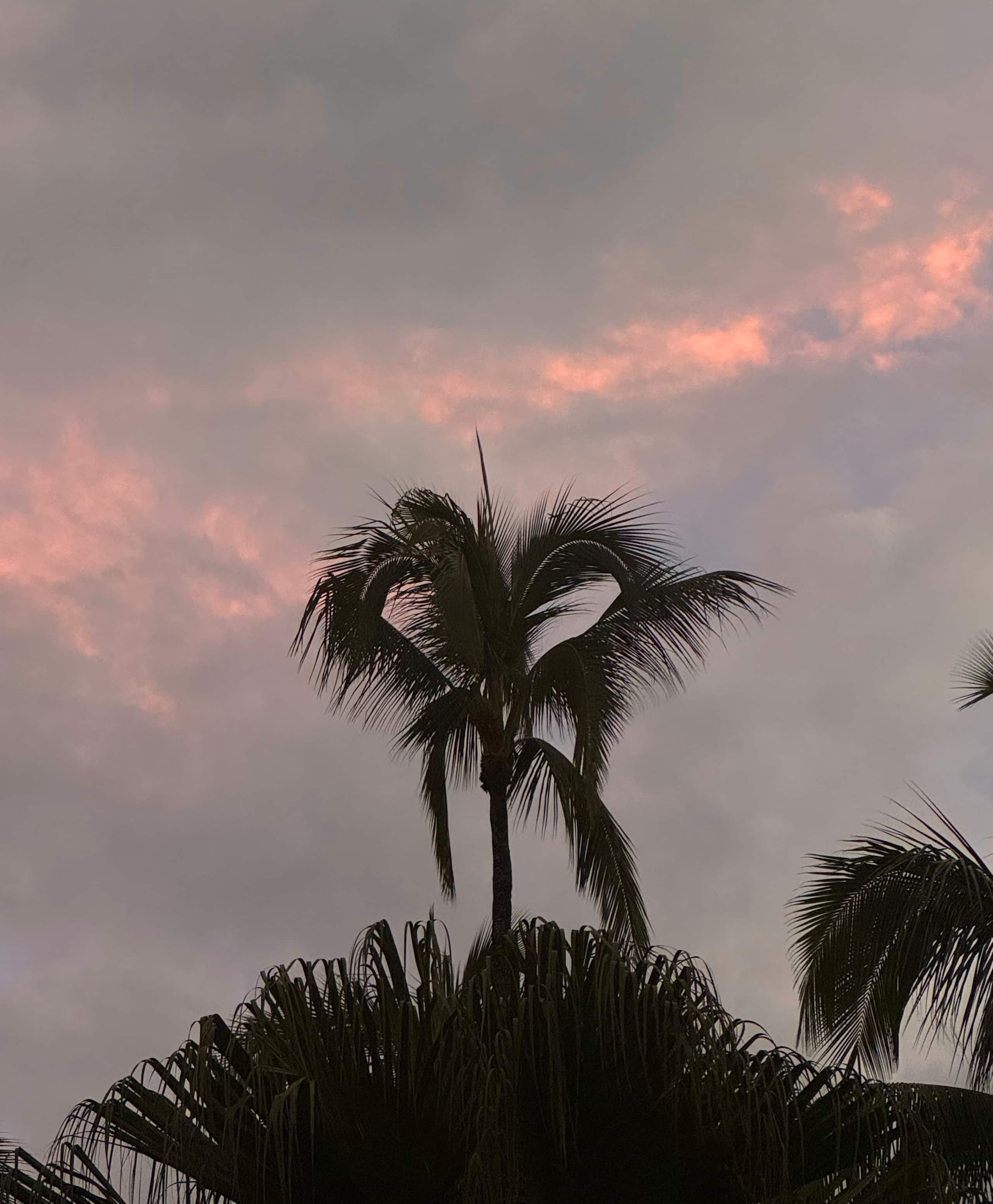Home in Hilo · ★4.98 · 1 bedroom · 1 bed · 1 private bath - Image 24