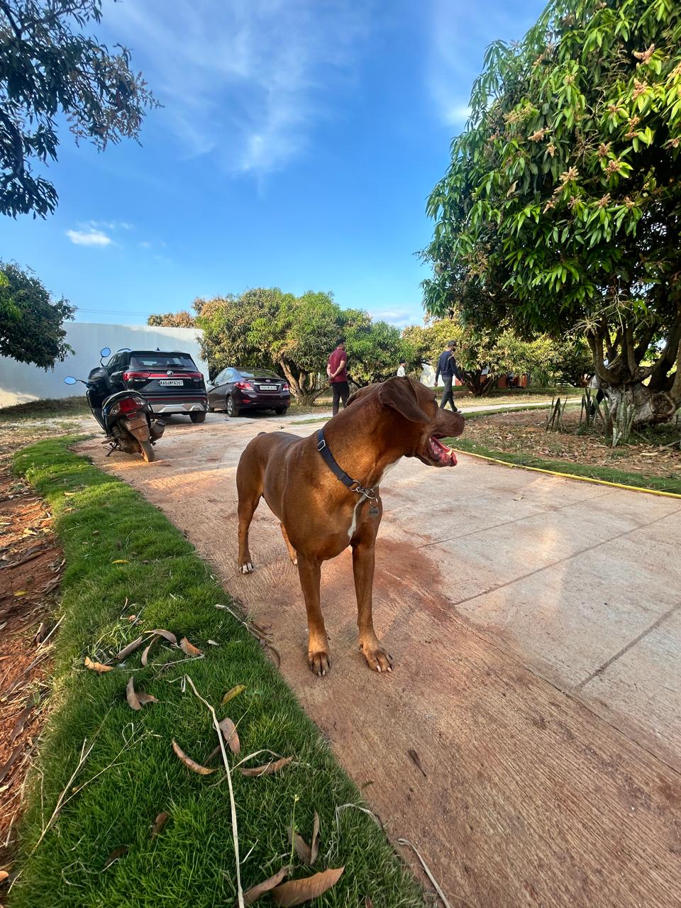 Mavu Days Farm — Full Farm Stay · 2BHK villa stay near Bangalore at Mavu Days