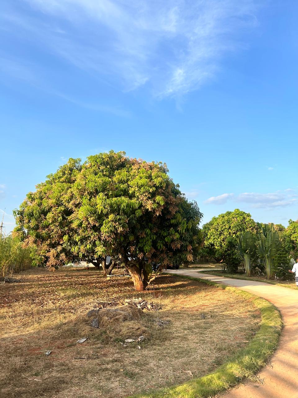 Mavu Days Farm — Full Farm Stay · Peaceful farm stay near Bangalore for families