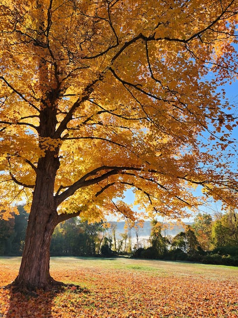 Country Escape: Easy Commute to NY City