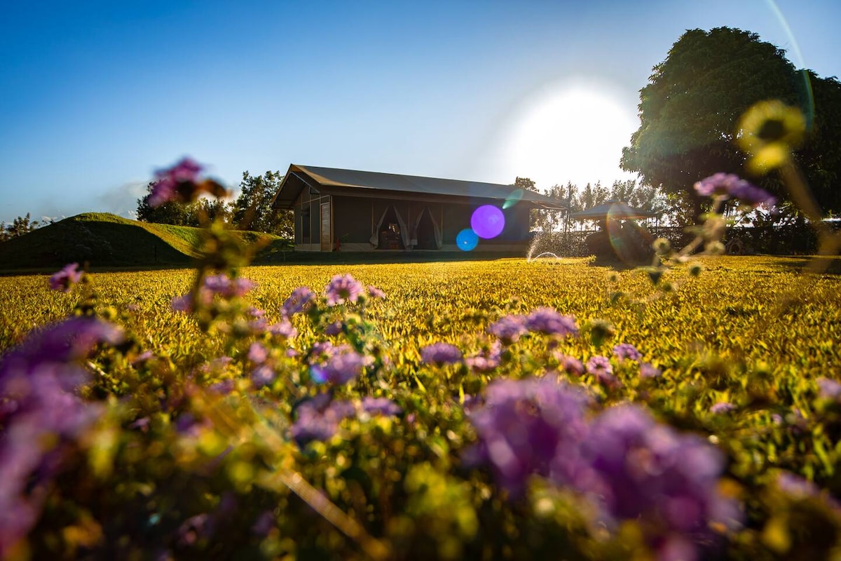 A charming cabin is set against a backdrop of sunlit fields adorned with vibrant wildflowers. The clear blue sky above and the warm sunlight create a serene environment, while the gentle rolling landscape adds to the tranquil atmosphere.