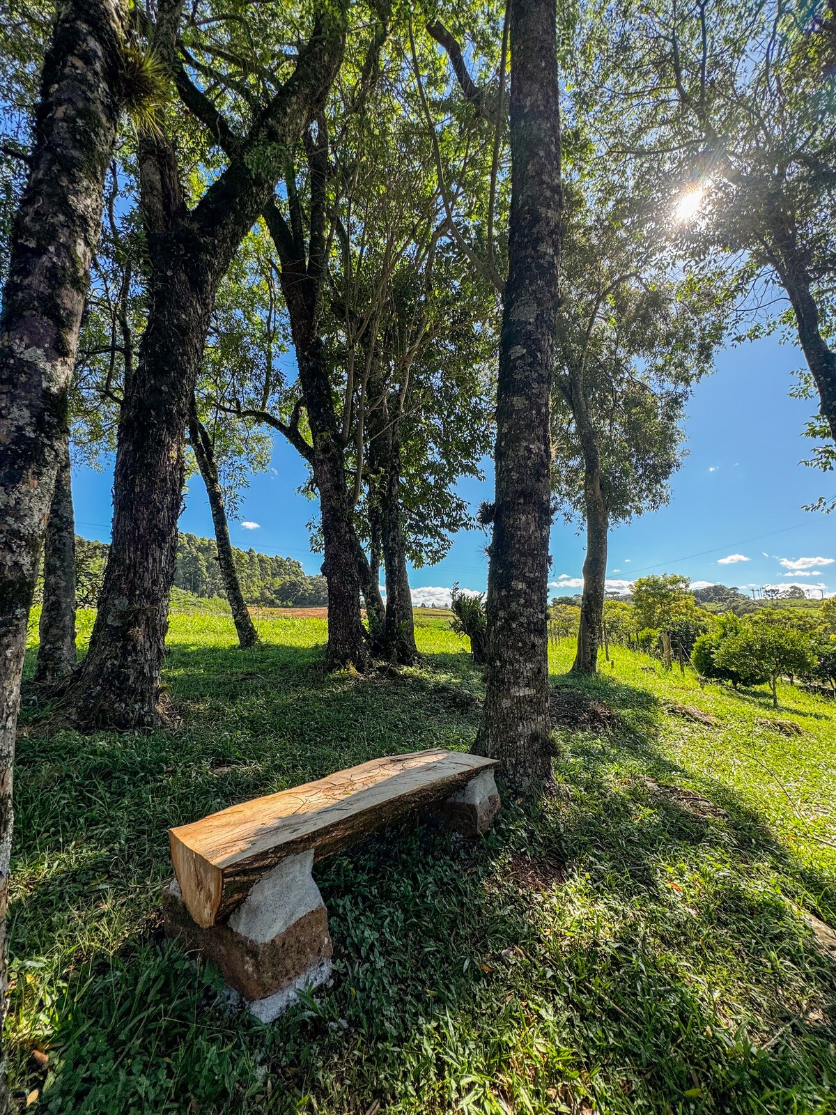 A natural wooden bench is situated under tall trees, surrounded by lush greenery. Sunlight filters through the leaves, creating a serene ambiance. The open space beyond the trees reveals rolling hills and a clear blue sky, enhancing the tranquil outdoor setting.