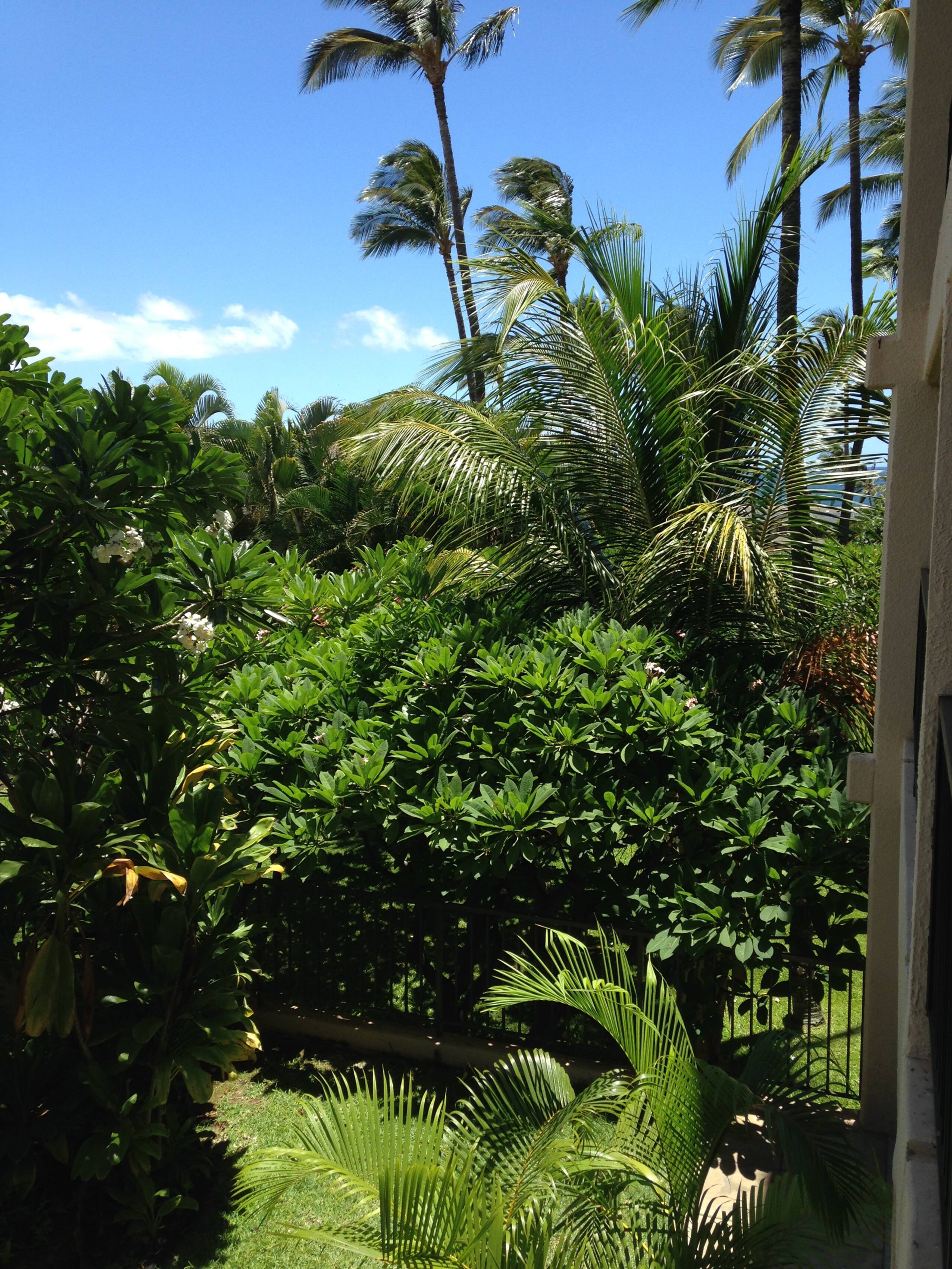 King Bed Shaded Part ocean view - Image 11