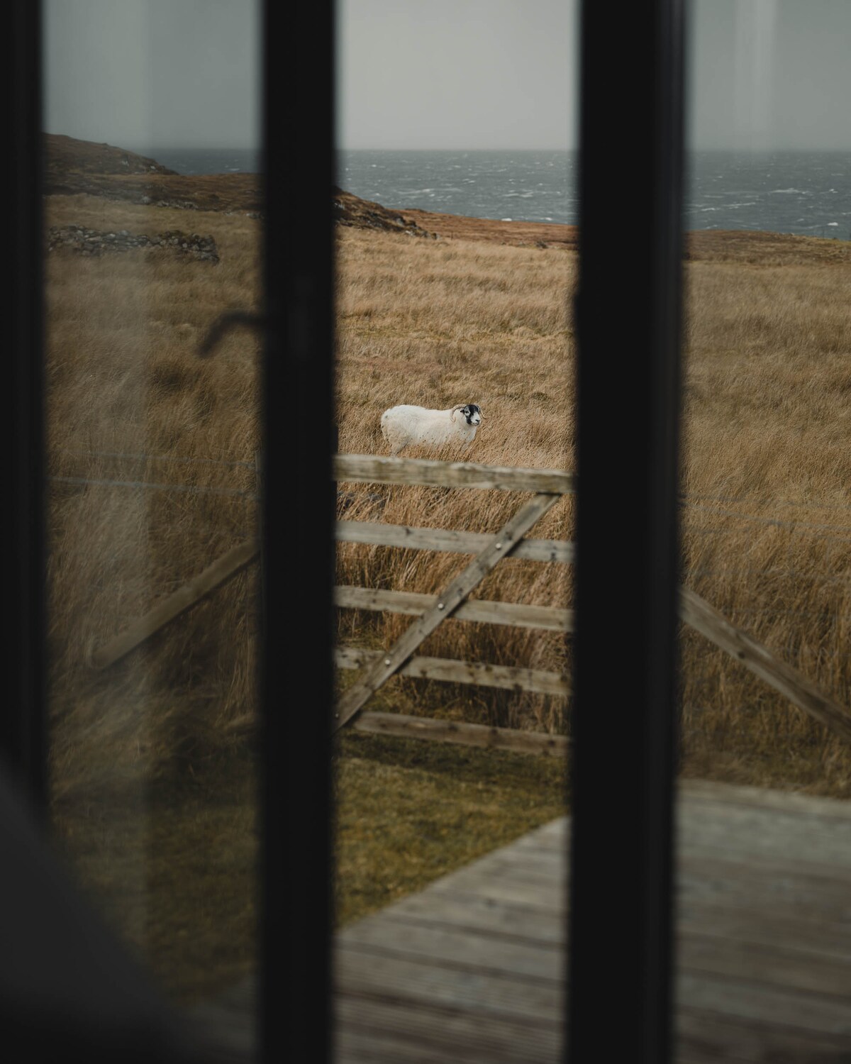 A view through framed glass reveals a single sheep standing on a grassy knoll. The surrounding field is characterized by tall, golden grass, while a rustic wooden fence and steps are visible in the foreground.