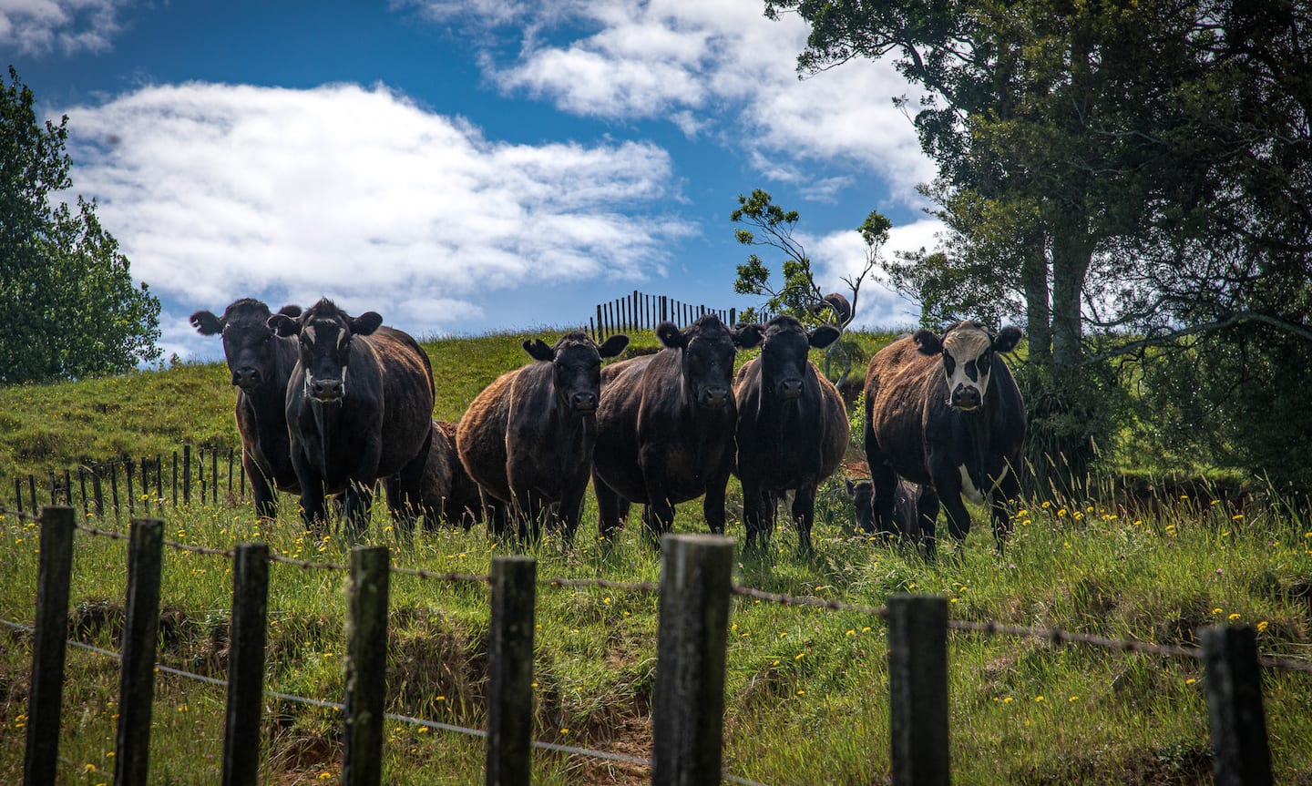 Riverstone Acres Angus Room 4