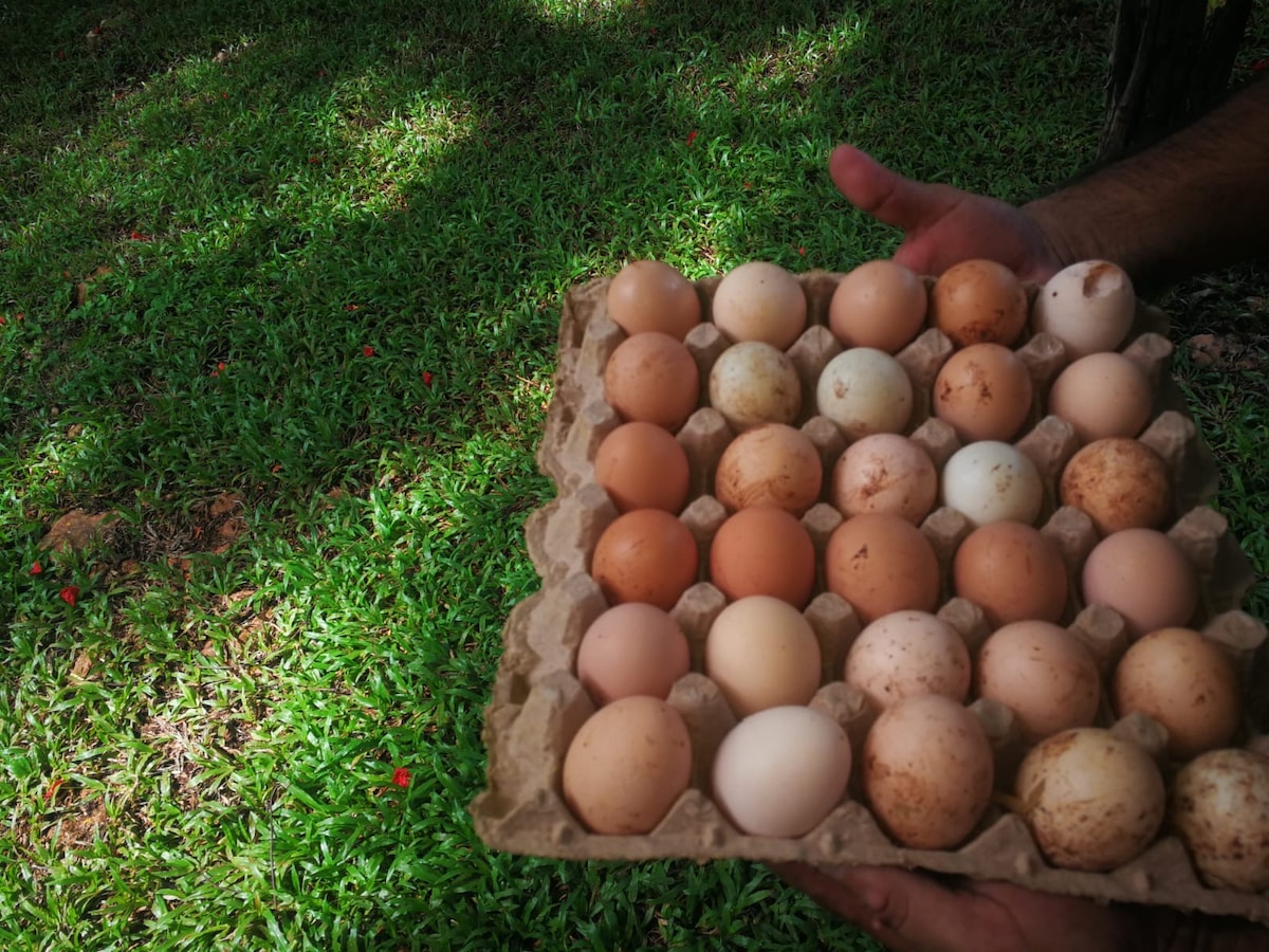 A hand is holding a carton tray containing various eggs in soft hues, placed against a backdrop of vibrant green grass dappled with sunlight and shadows. The tray holds multiple rows of eggs, displaying a range of earthy tones and textures.