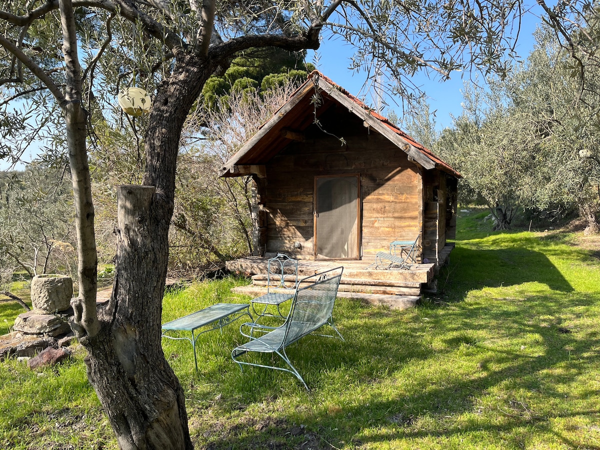 A log cabin is nestled among olive trees, featuring a simple entrance with a door that is partially open. Two metal lounge chairs are positioned on the grass nearby, inviting relaxation in the natural surroundings. Sunlight filters through the trees, illuminating the scene.