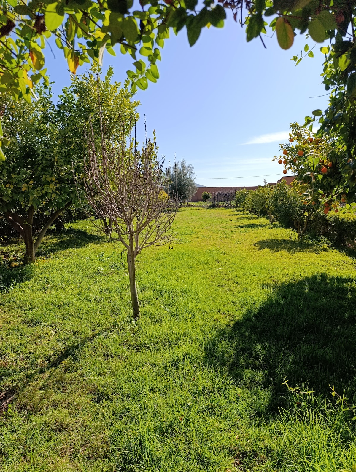 A lush garden area is depicted, featuring a well-maintained lawn with various trees lining the pathway. The vibrant greenery contrasts against the clear blue sky, providing an expansive view of the outdoors. The space offers a sense of tranquility amidst nature.