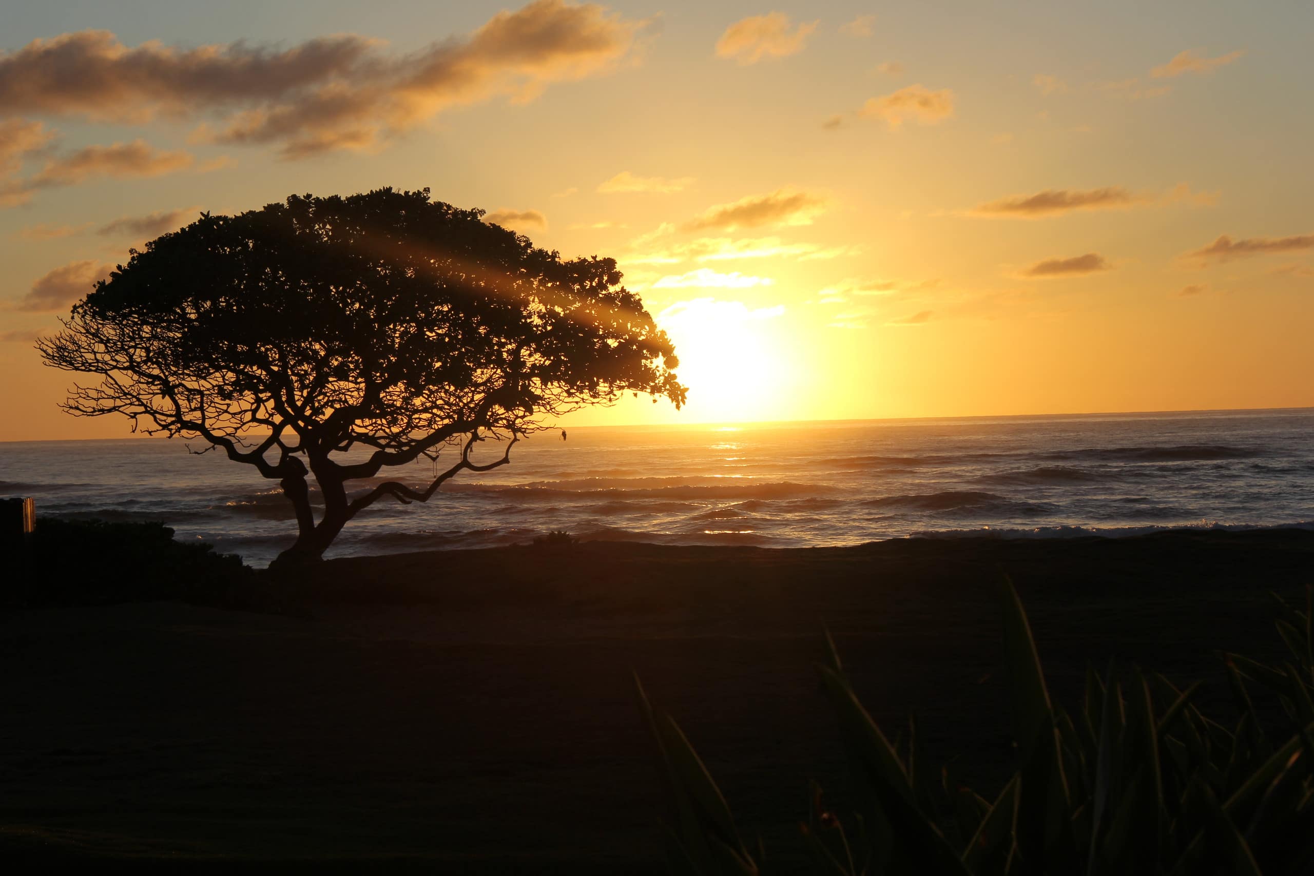 Resort in Lihue · ★4.95 · 1 bedroom · 2 beds · 1 private bath - Image 36