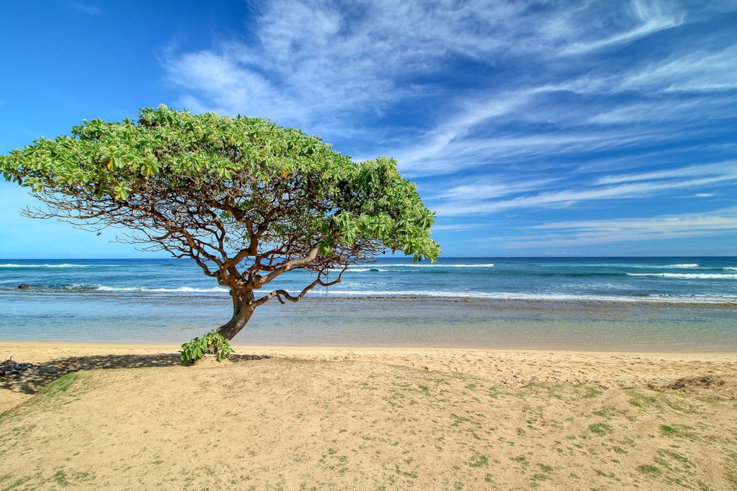 Resort in Lihue · ★4.95 · 1 bedroom · 2 beds · 1 private bath - Image 40