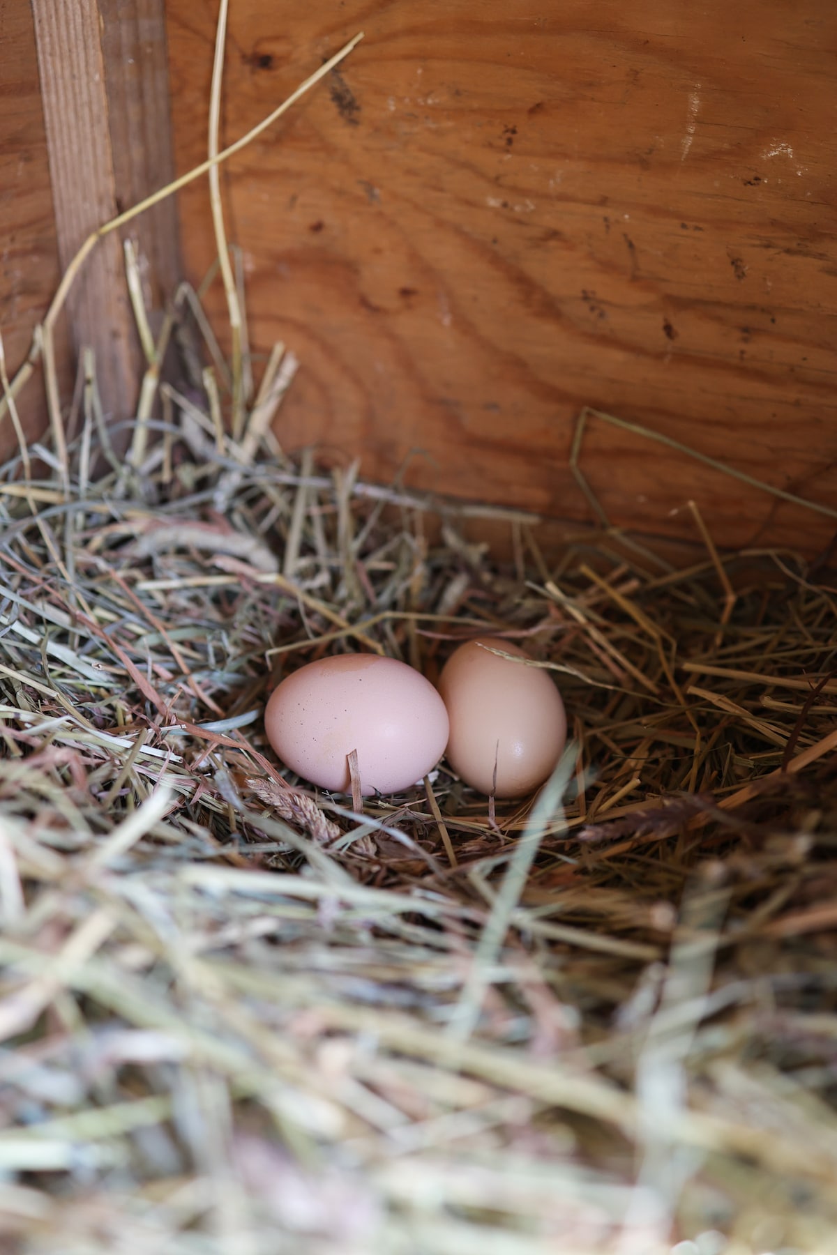 A small nest is visible, consisting of straw and hay, containing two pale eggs nestled within. The natural setting emphasizes a rustic ambiance typical of a farm environment.