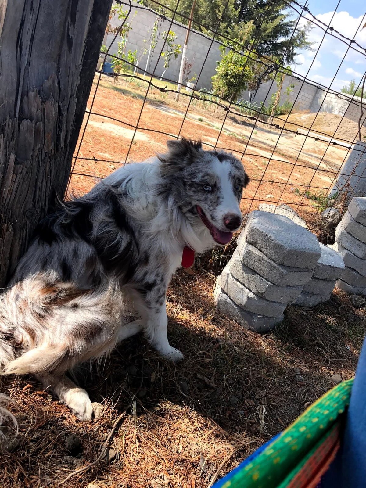 A friendly dog with a speckled coat sits beside a wooden post, partially shaded by nearby trees. A fenced area features dirt ground with scattered rocks and stones. The natural setting provides a tranquil background for relaxation.
