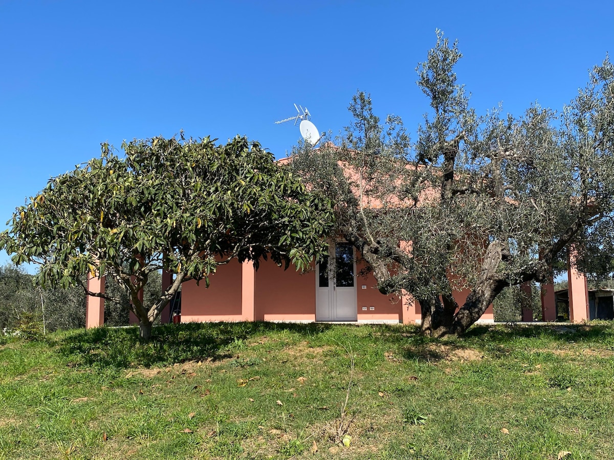 A single-story structure is set against a clear blue sky and surrounded by lush greenery. Olive trees and other plants frame the building, which features a warm peach exterior and large windows that enhance the connection with the outdoors.