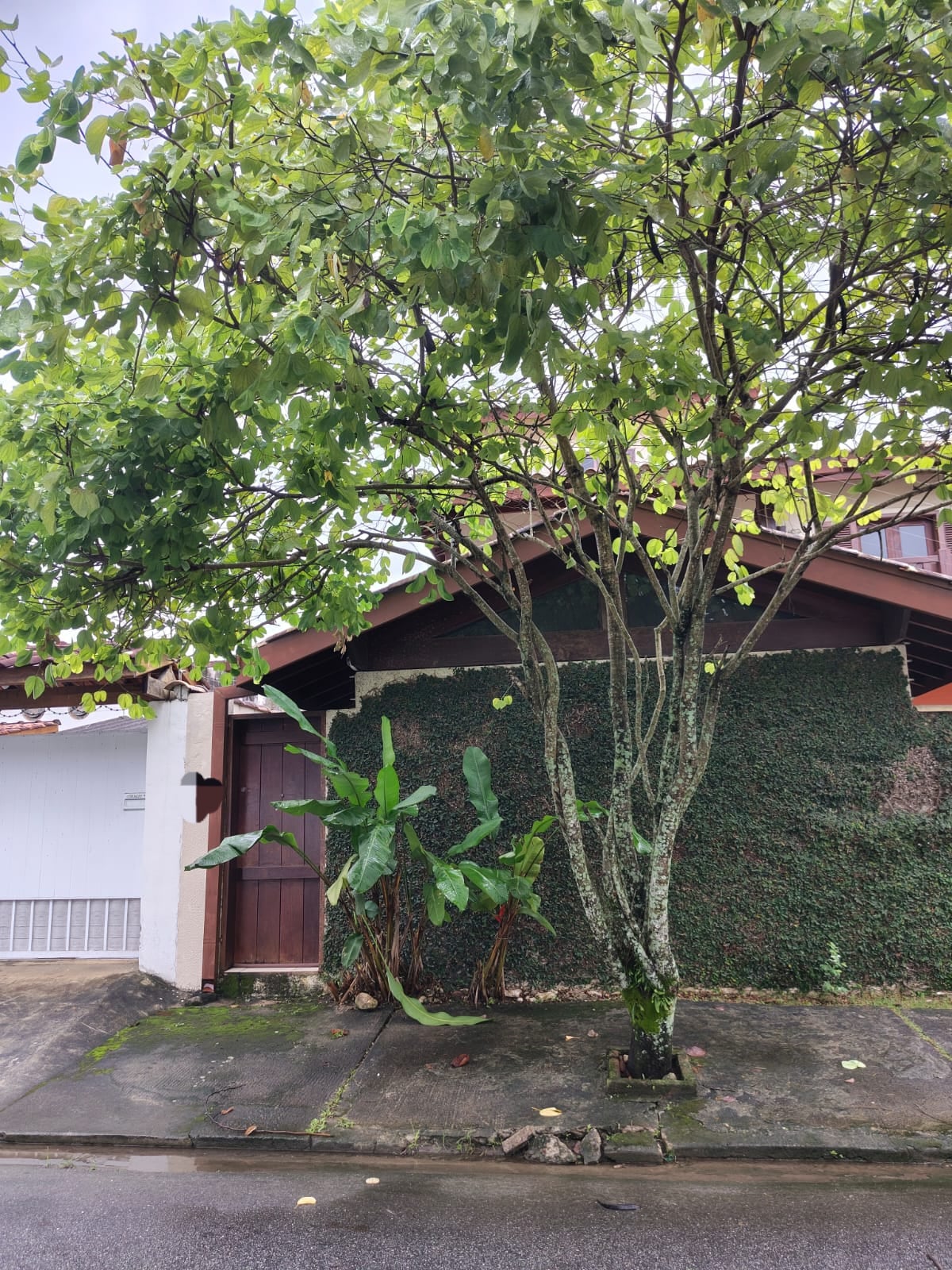 A charming exterior view showcases a house surrounded by greenery. A large tree with leafy branches stands prominently in front, complemented by tropical plants against an ivy-covered wall. The entrance features a wooden door, adding a natural touch to the setting.