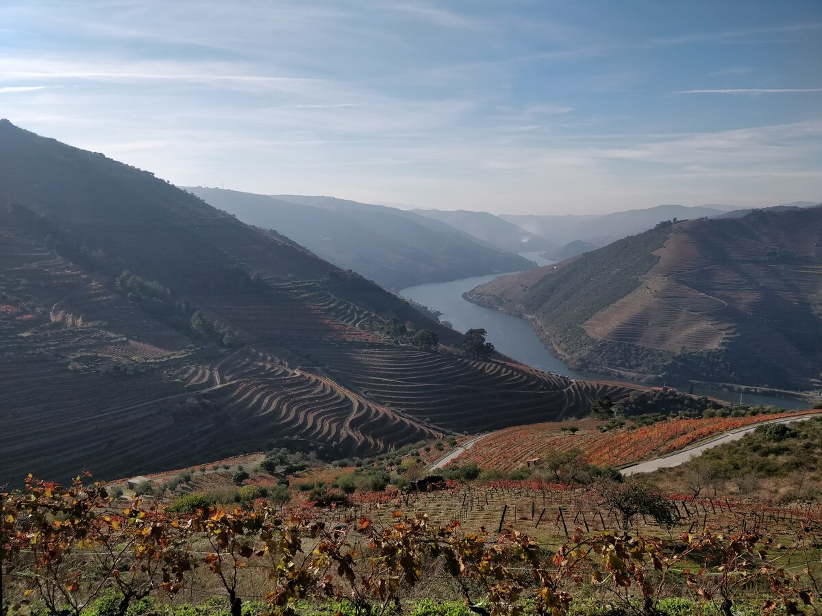 A panoramic view of rolling hills showcases terraced vineyards cascading towards a river that winds through the landscape. The vibrant foliage of autumn blankets the hills, while the sky is filled with soft wisps of clouds, creating a serene backdrop.