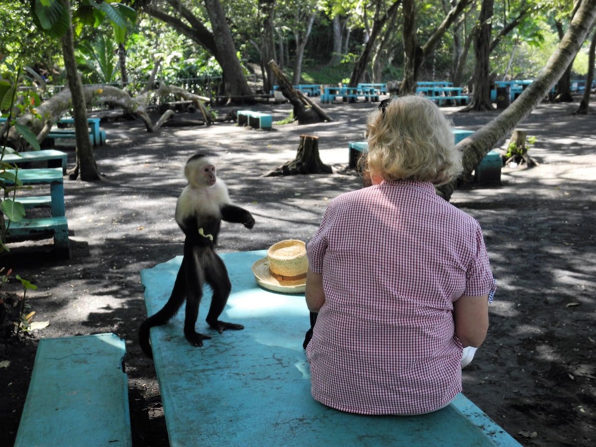 A seated individual in a checked shirt is shown from behind, facing a monkey on a nearby turquoise table. The surrounding area features dark soil, wooden tables, and dense greenery, creating a natural setting.