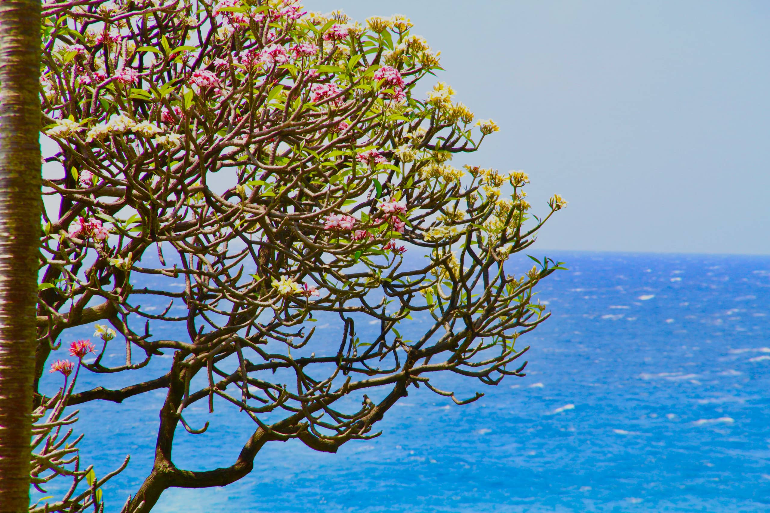 Condo in Koloa · ★4.82 · 2 bedrooms · 5 beds · 2 private baths - Image 37