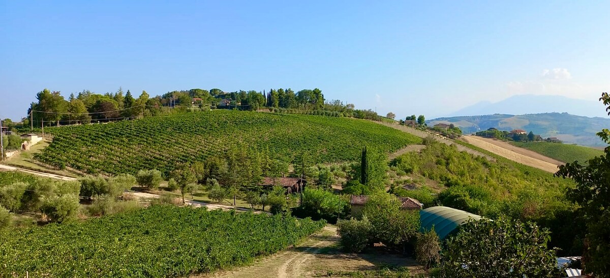 A panoramic view of rolling hills covered in vineyards stretches under a clear blue sky. Lush greenery and rows of grapevines are visible, with patches of trees dotting the landscape. The tranquil scene captures the natural beauty of the surrounding rural area.