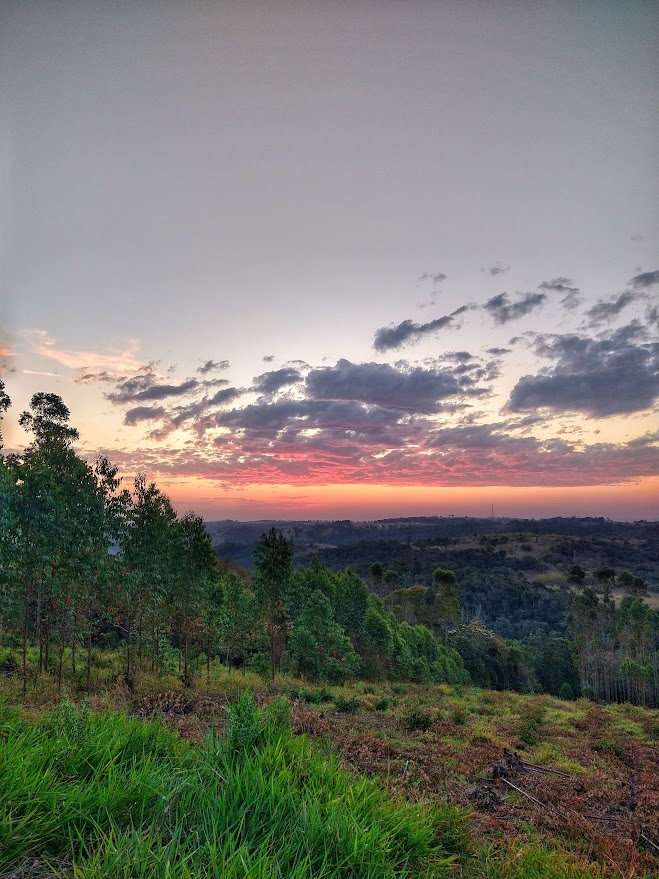 The image captures a dawn or dusk landscape, showcasing a vibrant sky filled with soft pastels of pink and orange, set against a backdrop of rolling hills. Tall green trees frame the view, while the foreground features grassy patches and varying shades of foliage.