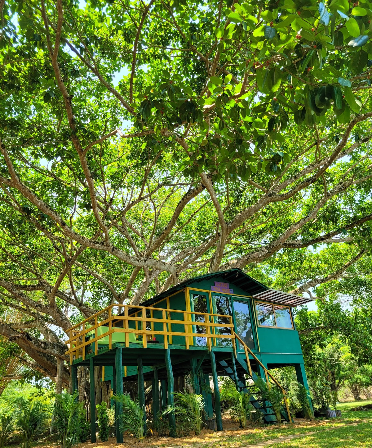 A treehouse built atop sturdy supports is nestled within a large, lush tree. The vibrant green exterior is complemented by a yellow railing, while expansive branches provide ample shade. The area surrounding the treehouse features light vegetation, enhancing the natural setting.