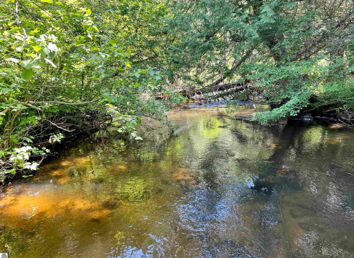 A serene river scene is depicted with calm waters reflecting vibrant greenery and surrounding trees. Sunlight filters through the leaves, creating a peaceful ambiance. Logs can be seen resting on the bank, enhancing the natural setting along the riverbank.