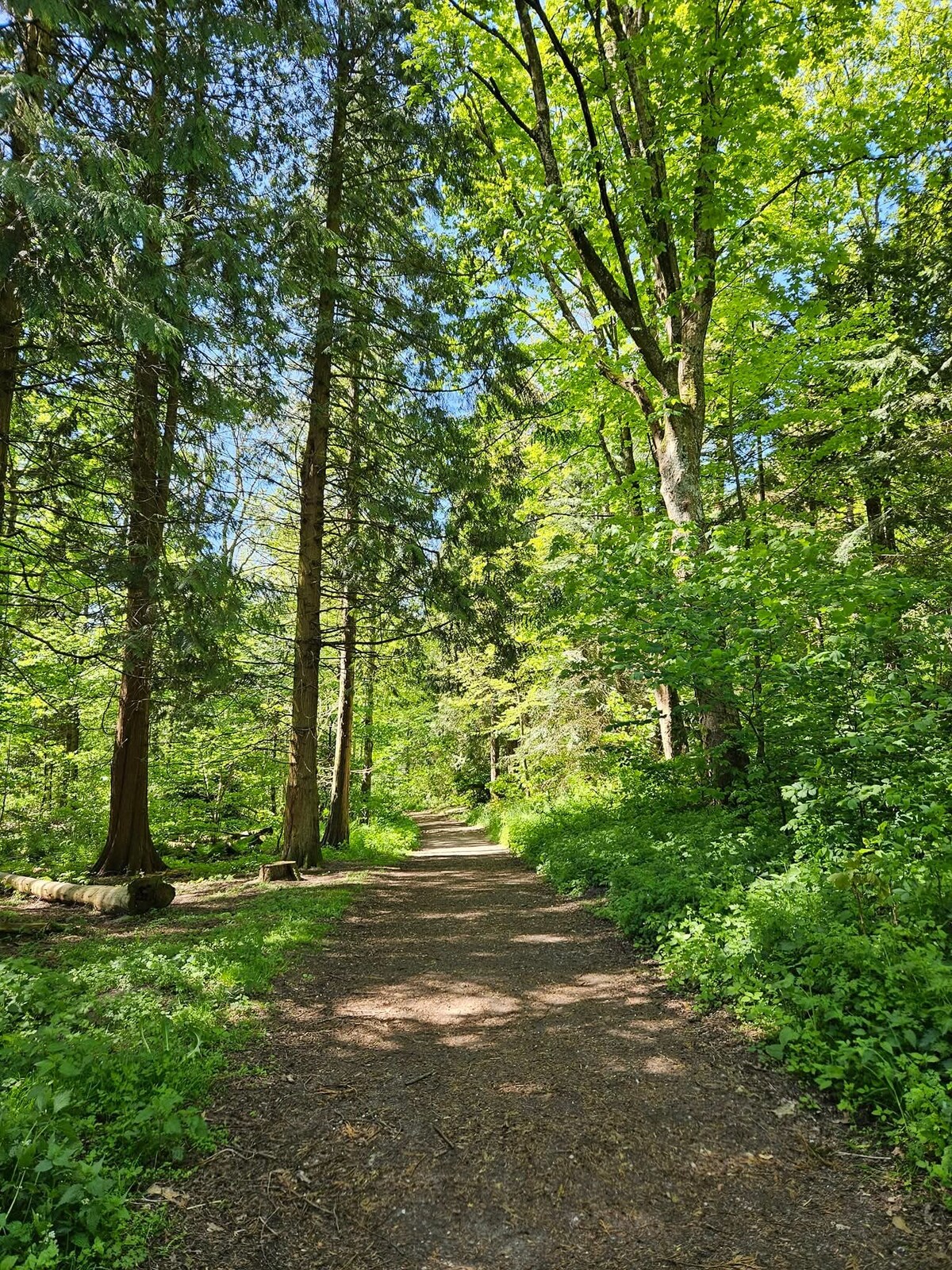 A narrow pathway meanders through a lush forest, bordered by tall trees and vibrant greenery. Sunlight filters through the leaves, creating dappled patterns on the ground. The peaceful scene invites exploration of nature's beauty.